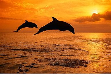 《真女神转生5：复仇》公开实体版预购特典：绘制有恶魔形象的“恶魔扑克牌”