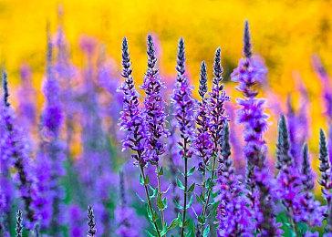 前贝塞斯达高管回忆：曾极力反对《掠食》的命名